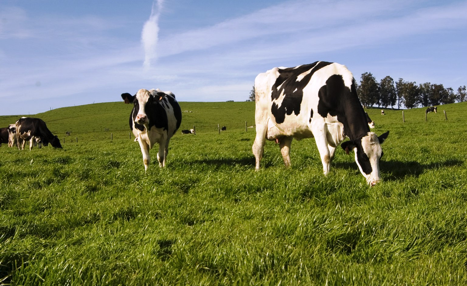 Supporting local agriculture Sonoma County Agricultural Preservation