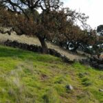 Man walking away from oak tree in grassy field.