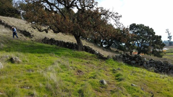 Man walking away from oak tree in grassy field.