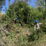 Partners clearing dense, green vegetation.