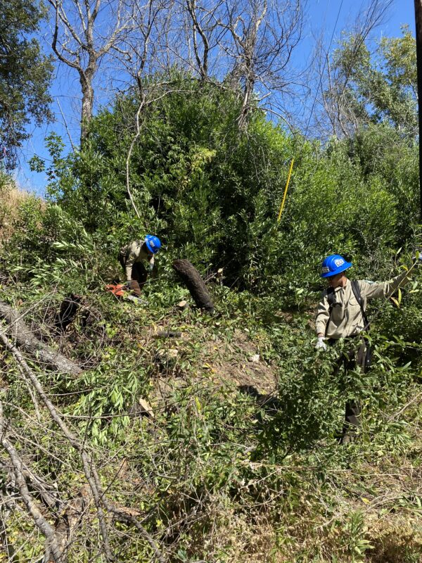 Partners clearing dense, green vegetation.