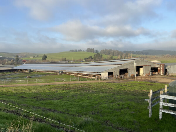 Landscape view of a diary barn with a green gras field in front. From McClelland Dairy.