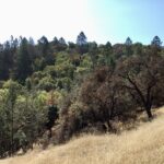 Healthy canopy at Saddle Mountain.