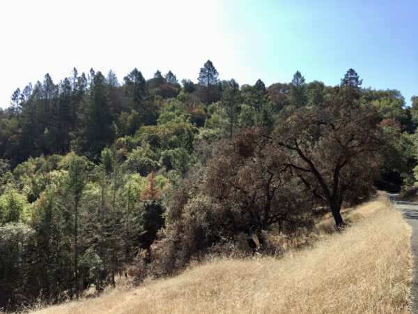 Healthy canopy at Saddle Mountain.
