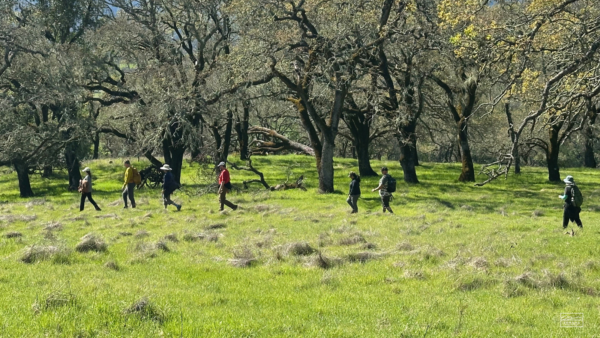 People walking amongst grasslands, oak trees in the background