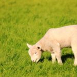 A lamb grazes a lush green pasture at Cloudy Bend