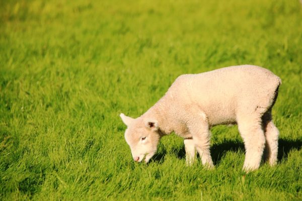 A lamb grazes a lush green pasture at Cloudy Bend
