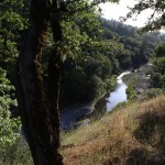 Viewing a creek from behind a tree on a hill at Cooley Ranch.