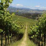 View from between rows of grapevines in vineyards at the Cotati Highlands