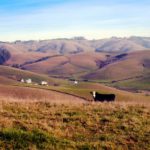 A cow stands on a hill overlooking the valley at Iemorini.