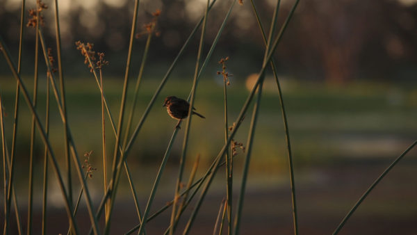 bird perched on reed at Petaluma Marsh