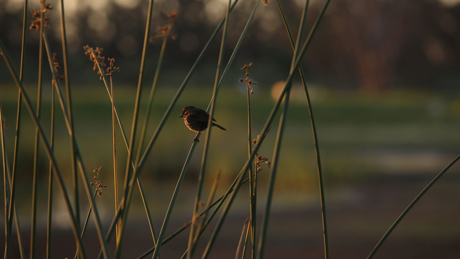 Birding & Stewardship ~ Observación de aves y cuidado de la tierra - Ocean Song-Myers Preserve