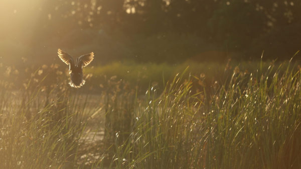 Duck landing at the Petaluma Marsh