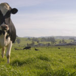 A cow stands in the foreground as other cows lie on the ground in the distance.