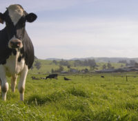 A cow stands in the foreground as other cows lie on the ground in the distance.