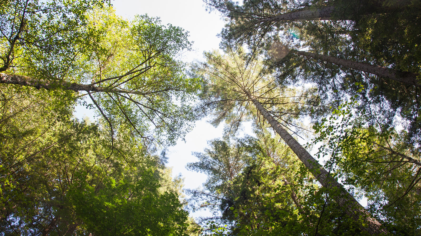treetops at Jenner Headlands