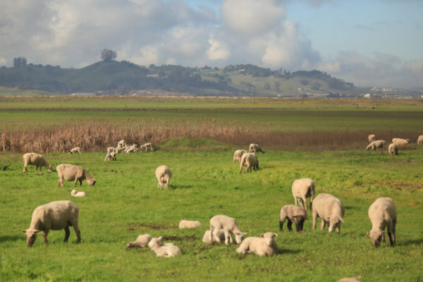 A herd of sheep graze an open pasture at Cloudy Bend.