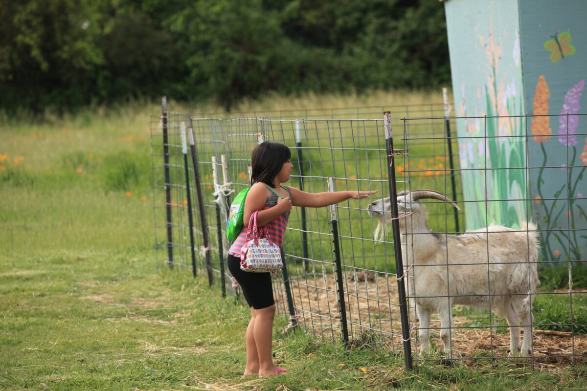 young girl petting a goat