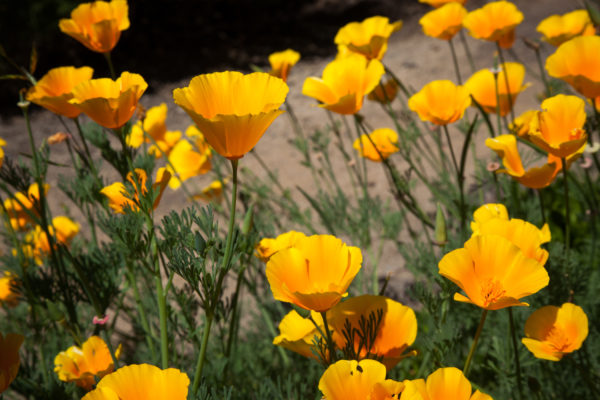 Close up of wild yellow poppies at Sonoma Garden Park