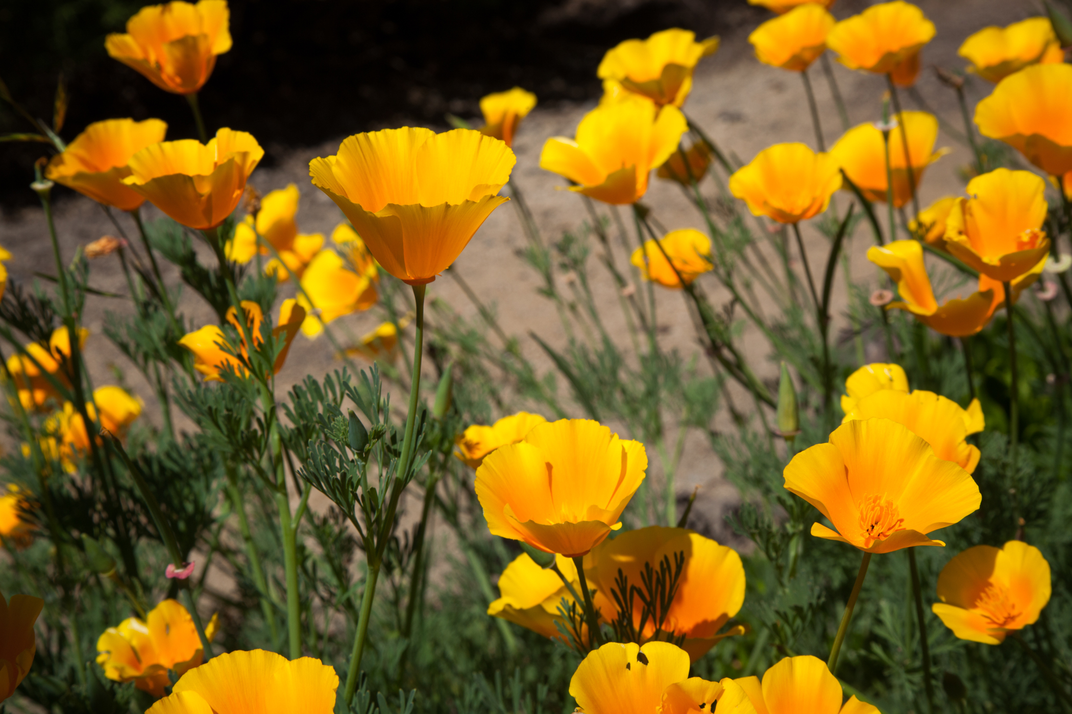 Spring Wild Flowers at Cooley Ranch