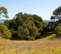 Van Hoosear Wildflower Preserve