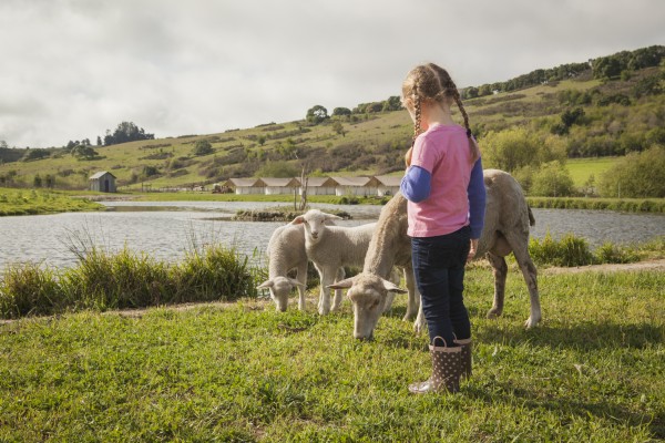 girl and sheep in green field at Nahmens, otherwise known as Duckworth Farms