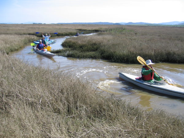 Kayakers at Petaluma Marsh
