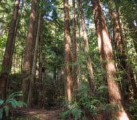 trees at the Jenner Headlands