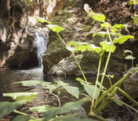 Calabazas Creek at the Calabazas Preserve