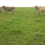 Three tan cows in green grassy field.