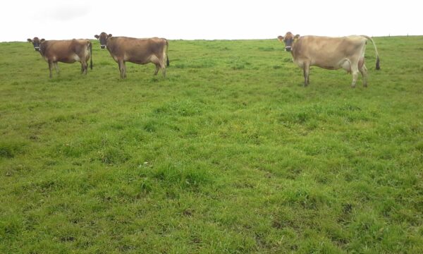 Three tan cows in green grassy field.