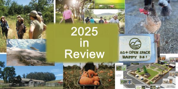 2025 Year in Review collage