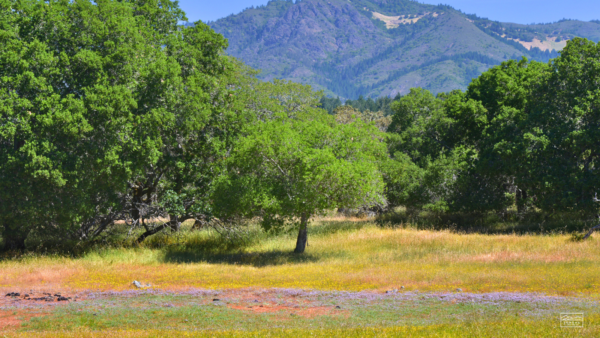 Vernal pools with trees and mountains in background