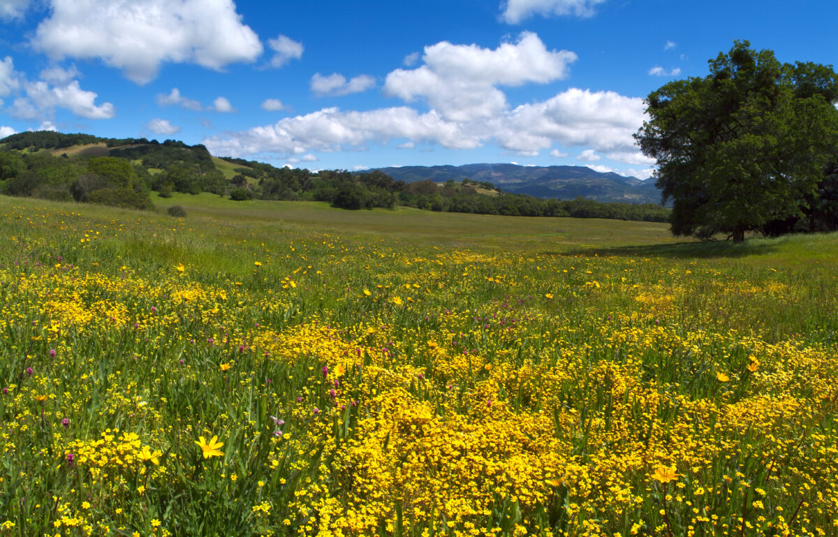 Yellow wildflowers in foreground, oak trees and hills in background.