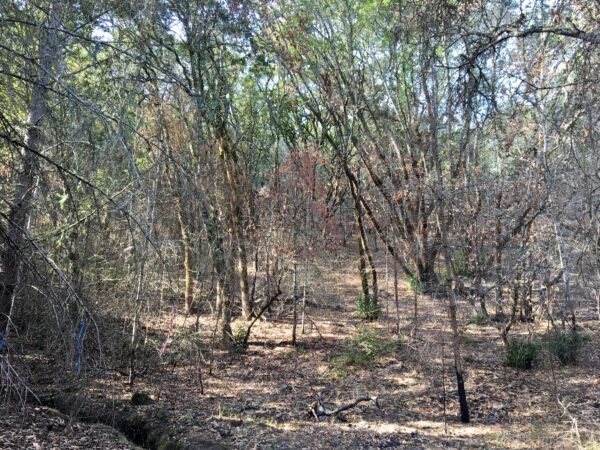 Overgrown understory at Saddle Mountain.