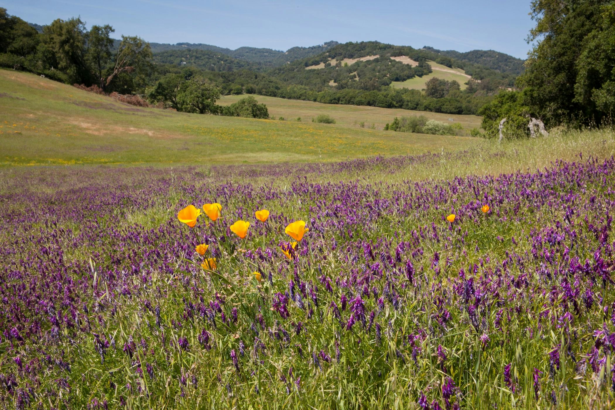 field with purple and orange flowers