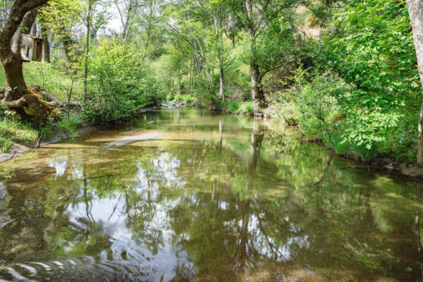 Modini Preserve