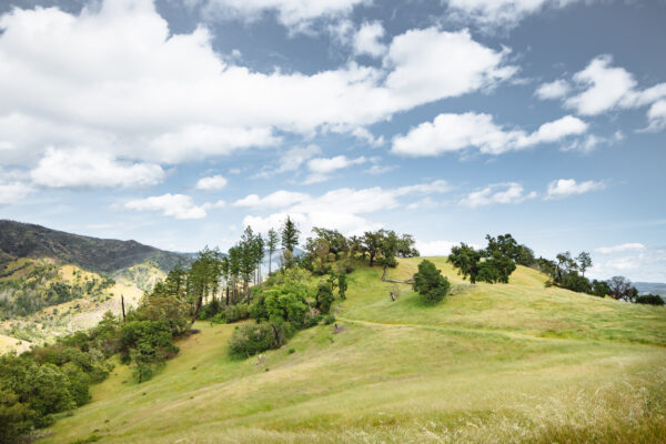 Modini Preserve with hillside of trees and clouds in the sky.