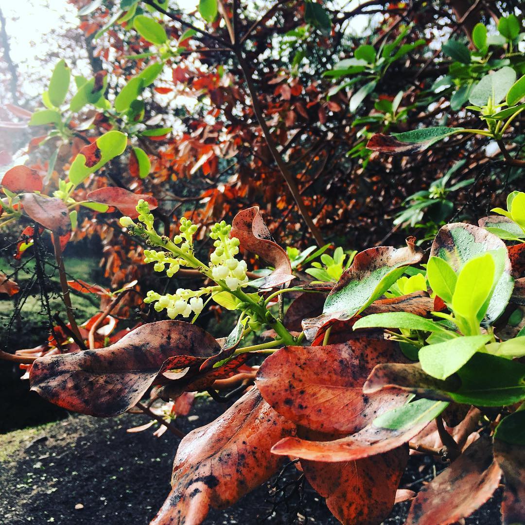 Burned madrone resprouting