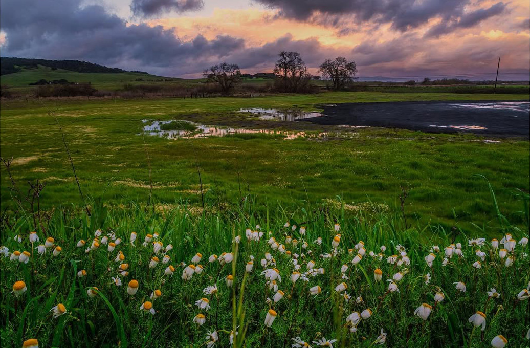 Field with flowers at sunset