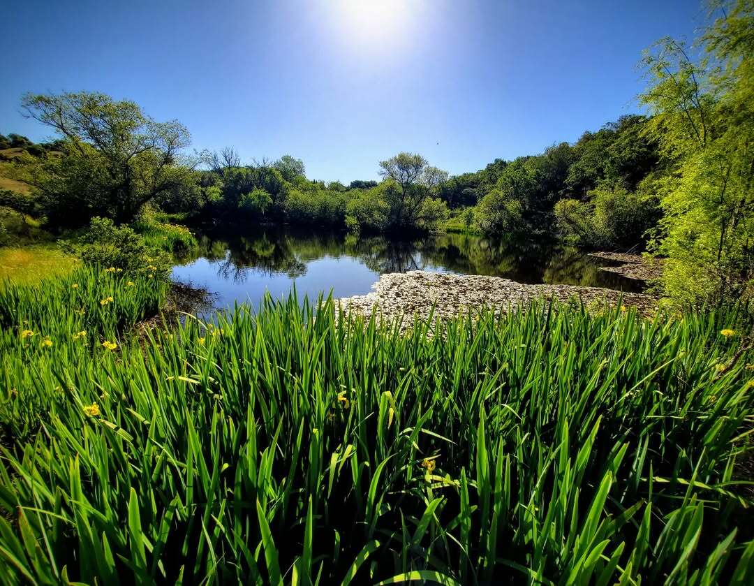 Pond with vegetation