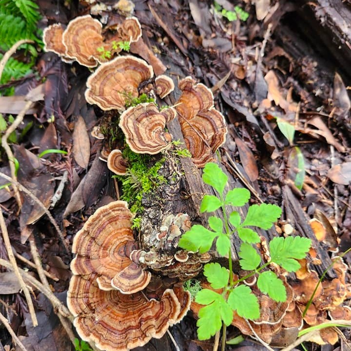 mushrooms sprouting from a tree