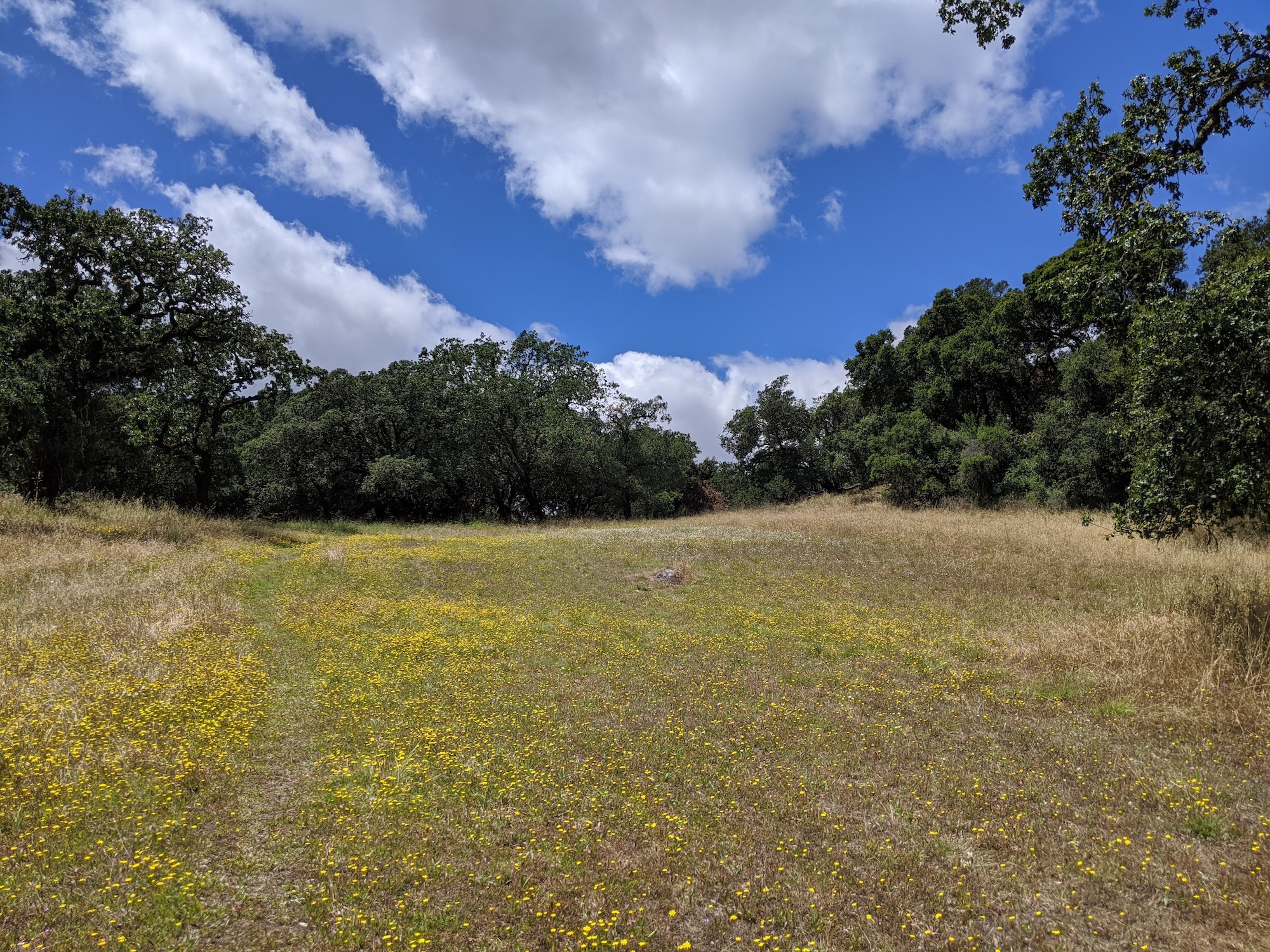 field of mustard flowers