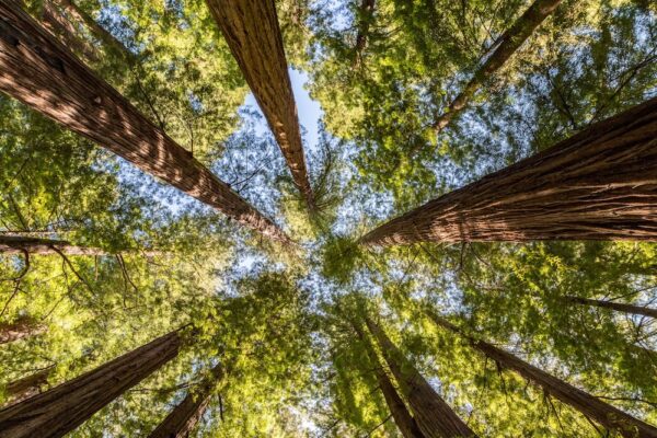 Looking Up Though the Canopy of a Grove of Redwood Trees