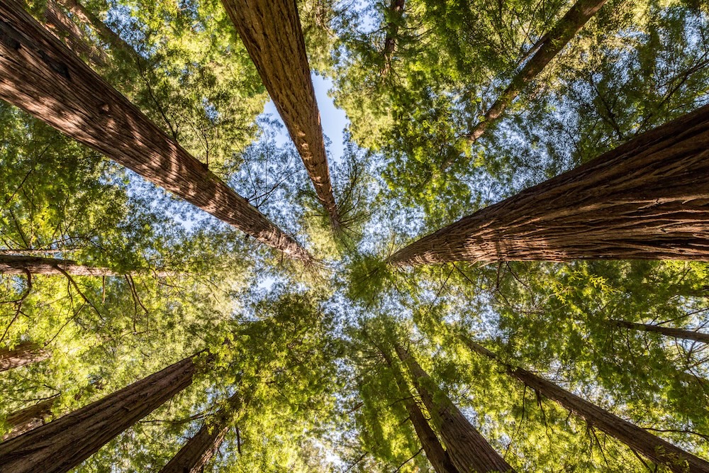 Caminata entre las secuoyas / A walk amongst the redwoods