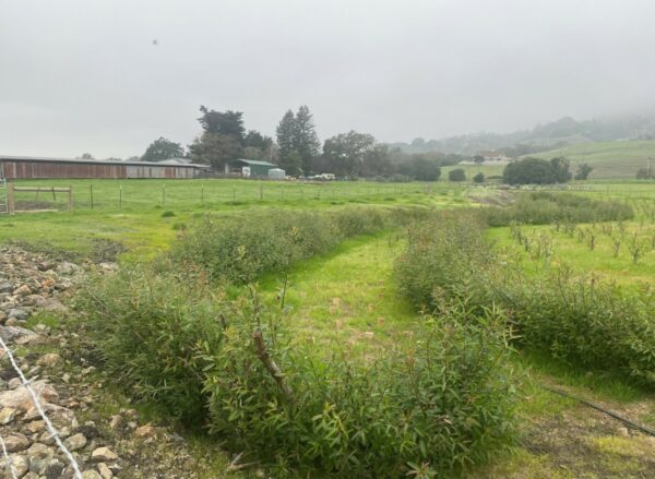 A view of Oken after restoration work, where the intermittent steam is now lined with green, healthy vegetation.