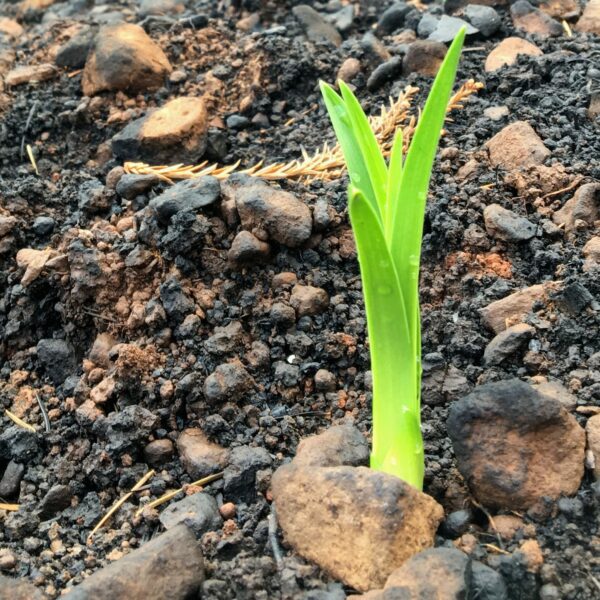 Green plant growing through burned and rocky ground.