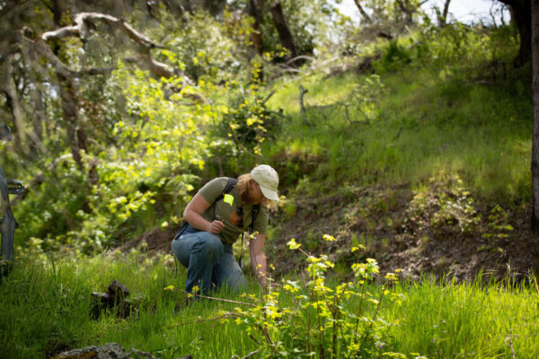 A staff person kneeling in a green field with trees in the background. They are placing small yellow flags in the ground.