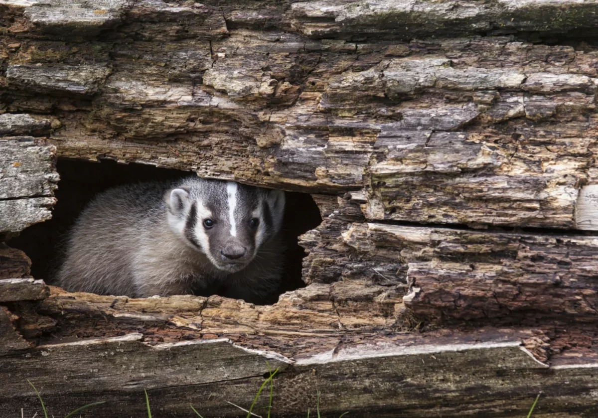 American badger