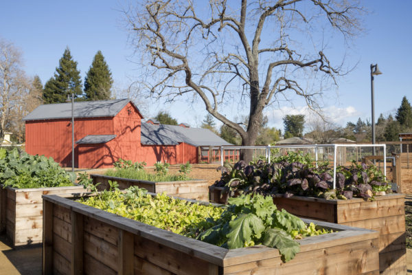 Raised wooden planter boxes full of vegetables at Bayer Farm